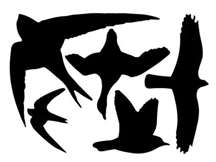 Fågelavvisande klistermärke för fönster - Fågelskydd - 8714982001000 - 1