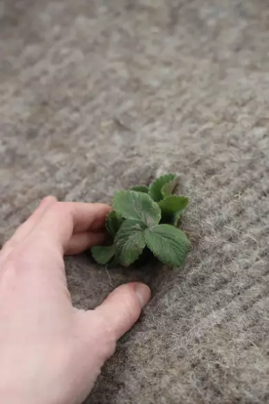 Växthus täckning 1,0 x 2,0 m - Trädgårdsplaster och -duk - 6430068433580 - 2