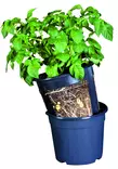 PotatoPot potatisodlingskruka - Plantuppfödning - 5700002064400 - 1