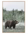 Målning Björn 50x70 cm - Naturrelaterade produkter - 6410416121130 - 1