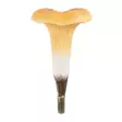 Wildlife Garden väggkrok Kanttarelli - Naturrelaterade produkter - WG4550 - 3