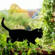 Wildlife Garden silhuett Katt - Trädgårdsskulpturer, dekorationer - WG750 - 1
