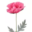 Jättevallmo 65 cm rosa - Hobbyartiklar - 6410416440170 - 1