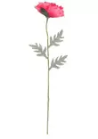 Jättevallmo 65 cm rosa - Hobbyartiklar - 6410416440170 - 2