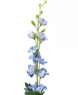 Riddarsporre 76 cm - Hobbyartiklar - 6410416524580 - 1