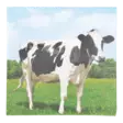 Servett Ko 33x33cm - Andra vackra saker - 8714982113451 - 1