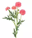 Bollkrysantem 61 cm ljusrosa - Hobbyartiklar - 6410416575391 - 1