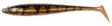 Daiwa Prorex Duckfin Shad 2.0 Motoroil Burbot UV - Beten och flugor - 5055545251061 - 1