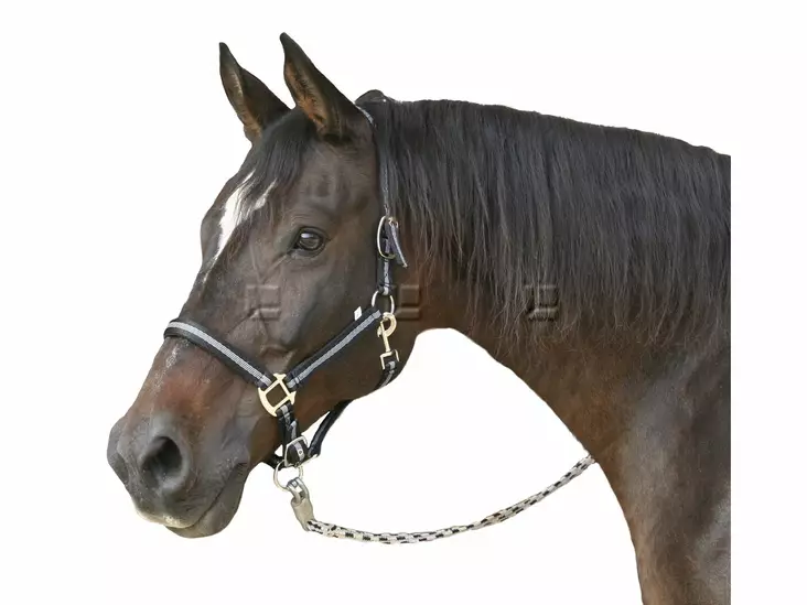 Grimma, Mustang, svart / silver, Pony - Runor, dukar - 4018653003121 - 1