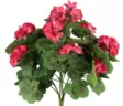 Pelargonium mörk rosa 39 cm - Andra vackra saker - 6410416529882 - 2