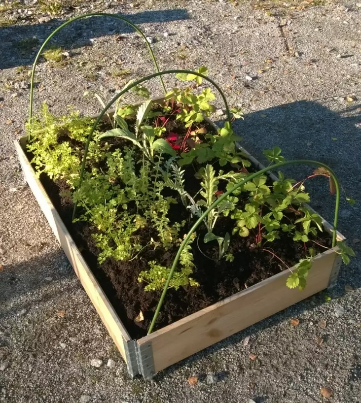 Växthustunnel för lådkant, ca 75 cm x 1,2 m - Växtdukar - 6430040628102 - 1