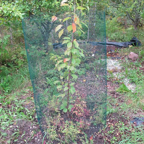 Mössnät grönt 1,2 x 2,5 m - Stängselnät - 6430040621042 - 4