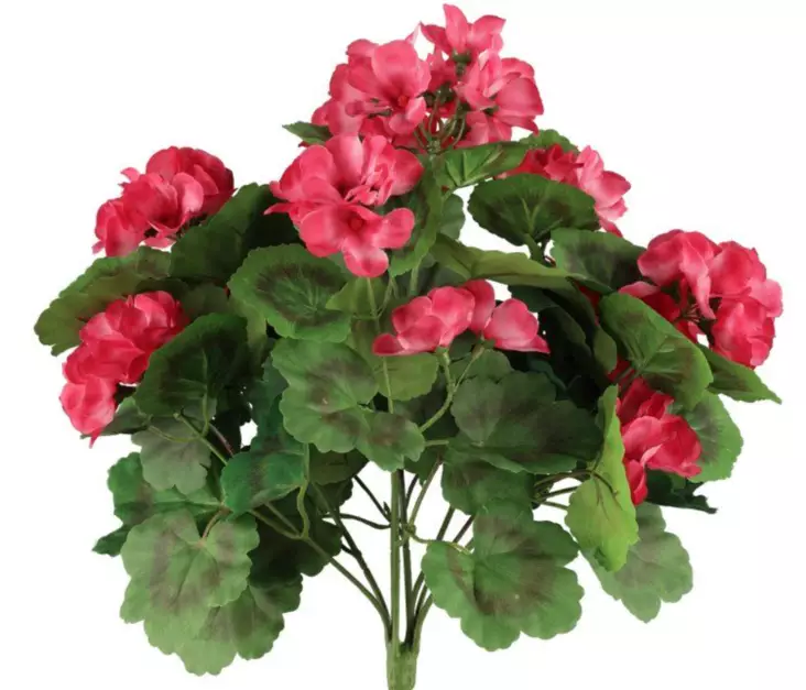 Pelargonium mörk rosa 39 cm - Andra vackra saker - 6410416529882 - 2