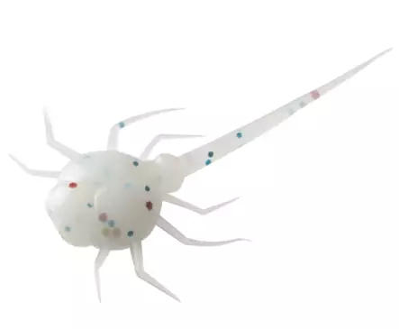 13 Fishing Coconut Crab 6 st/pkt - Jiggar, jigghuvuden - 817063024993 - 2