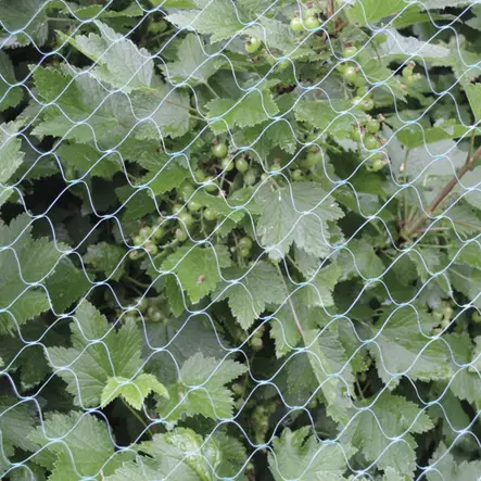 Fågelnät 8 x 12 meter - Fågelskydd - 6410412797483 - 1