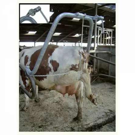 Vink sorkvårdställning med lyft - Djurskötselutrustning - 5700030271283 - 2