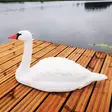 Flytande svan stor - Trädgårdsskulpturer, dekorationer - svm0000002253 - 4