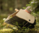 Bred trä plockare - Konserveringsprodukter - 6410411986093 - 2