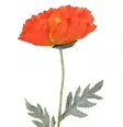Jättevallmo 65 cm orange - Hobbyartiklar - 6410416440163 - 1