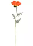 Jättevallmo 65 cm orange - Hobbyartiklar - 6410416440163 - 2