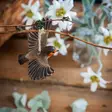 Wildlife Garden Forest Décor – rödhake i flykten - Naturrelaterade produkter - 7350054767248 - 2