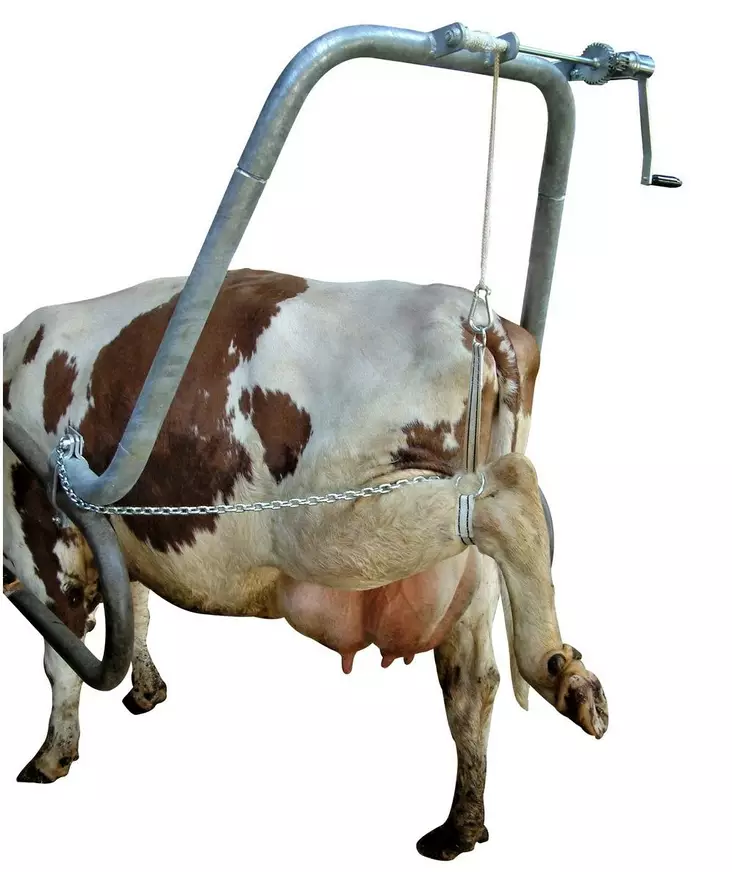 Vink sorkvårdställning med lyft - Djurskötselutrustning - 5700030271283 - 1