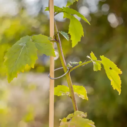 Metallring för växter 40 st/förpackning - Växtstöd - 8714982209604 - 2