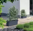 Terrasslåda med klippfunktion för klätterväxter - Plantuppfödning - 5905197760674 - 2