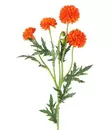 Krysantemum boll 61 cm orange - Hobbyartiklar - 6410416575384 - 1