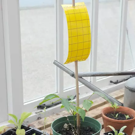 Limfälla 5 st / förpackning - Flugbekämpning - 5036200120175 - 1