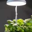 Umbrella växtlampa LED - Plantuppfödning - 8714982211485 - 2