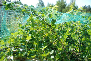 Svartfågelnät utan sträckning 2x5 m - Fågelskydd - 6430040627365 - 1