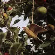 Wildlife Garden Tornseglare i flykt - Naturrelaterade produkter - WG4446 - 1