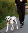 SafeMate dragsele för hundpromenader - Koppel och halsband - 6418536029046 - 3