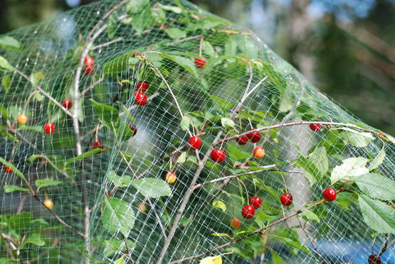 Fruktträdnät 4,0 x 10m - Fågelskydd - 6430040624036 - 1