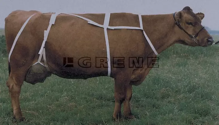 Spannmålsväst med halsrem - Djurskötselutrustning - 5700033033666 - 1