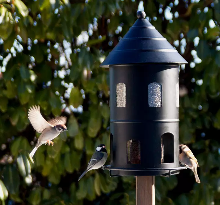 Wildlife Garden Gigant fåmatare svart - Fågelbrädor och holkar - WG326 - 1