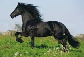 Pussel hästar 4 st i metallåda - Spel - 4001504555887 - 2