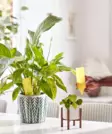 Limkrok för blomkruka - Flugbekämpning - 5036200340177 - 1