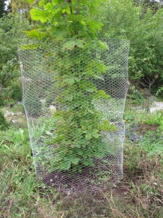 Kanin-nät 1,8 x 2,5 m - Stängselnät - 6430040627297 - 1