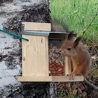 Inhemsk matningsbräda för ekorrar - Fågelbrädor och holkar - svm0000008347 - 1