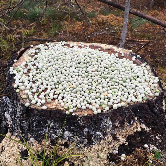 Rishavre 1:a klass 25 kg - Viltuppfödning och -vård - 6418333005137 - 1