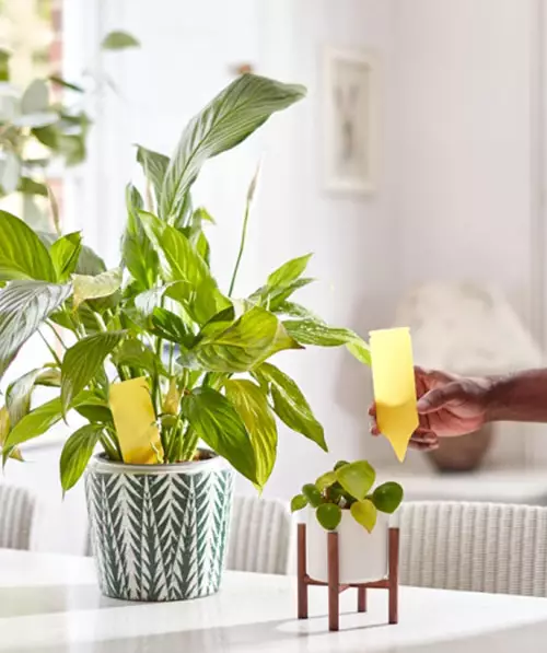 Limkrok för blomkruka - Flugbekämpning - 5036200340177 - 1