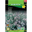Timjan ´Di Roma´ - Frön och sättpotatisar. - 5708787011268 - 1