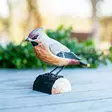 Wildlife Garden prydnadsfågel Skäggmes - Naturrelaterade produkter - WG418 - 2