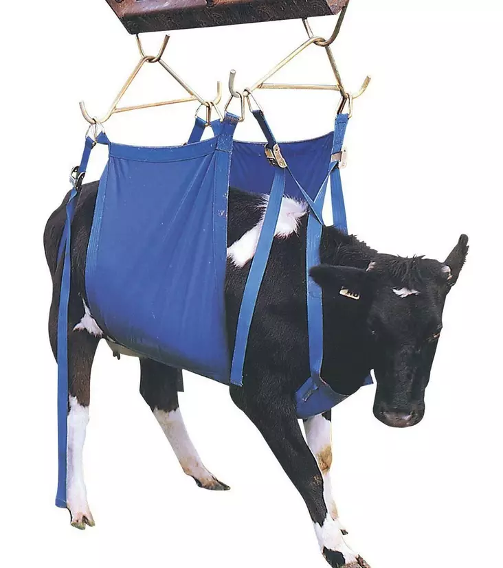 Nötkreaturslyftselar - Djurskötselutrustning - 9417027020668 - 1