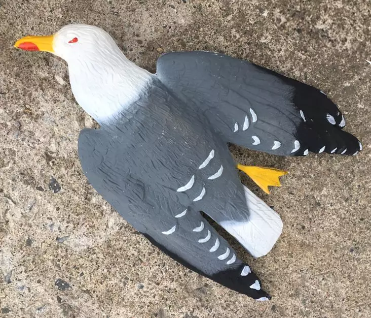 Mås avskräckningsbild - Fågelskydd - svm0000002258 - 1