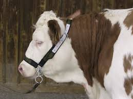 Grimma för kor med käkband, nylon L - Djurskötselutrustning - 4022741430218 - 1