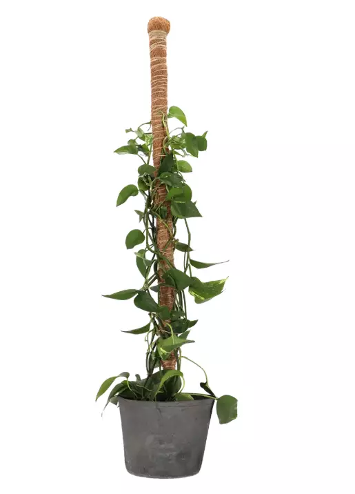 Kokosstöd för inomhusväxter 110 cm - Växtstöd - 8714982249518 - 1