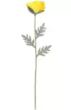Jättevallmo 65 cm gul - Hobbyartiklar - 6410416440149 - 2